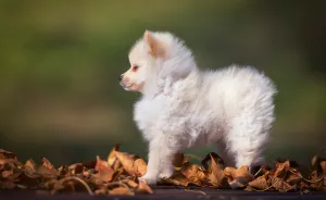 My Hero: Puppy - The Hungarian Dog