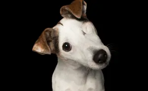 Photographer Takes Portraits Of Dogs That Are Perfectly Imperfect