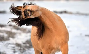 If DreamWorks' Spirit: Stallion Of The Cimarron Moved To Norway