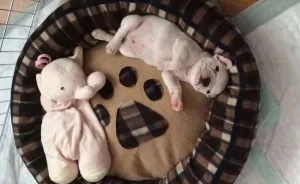 Meet Edgar, My Hyperactive Frenchie