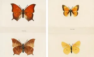 Over 10,000 Real Butterflies Are Captured To Create A Collection Of These Breathtaking 19th Century Vintage Illustrations