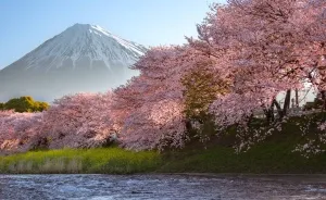 Beauty Of Blooming Sakuras Captured In Gorgeous Pictures