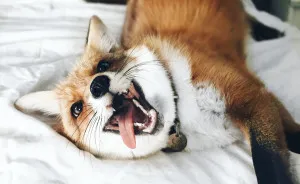 Here's What It's Like To Live With Juniper The World's Happiest Fox