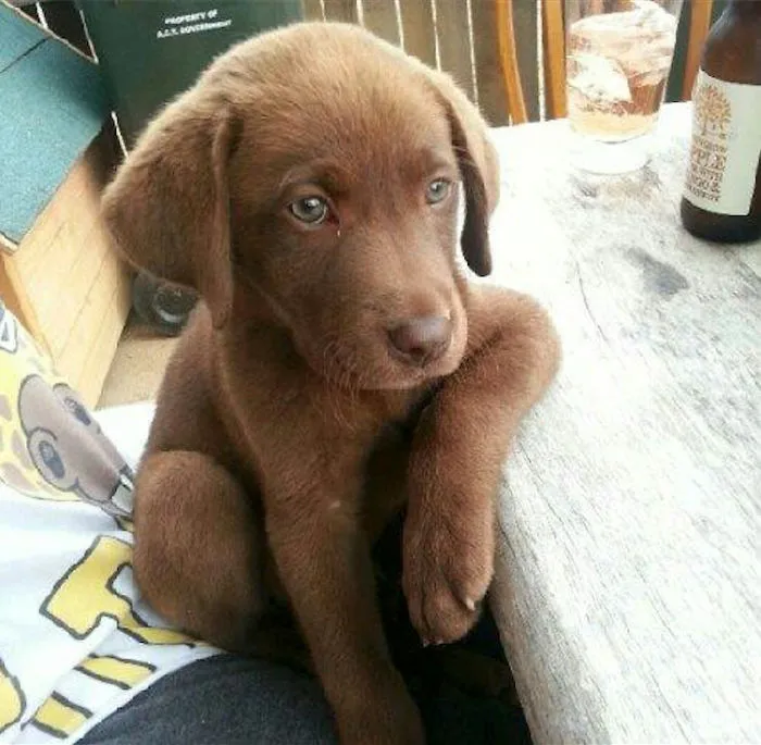 Milo, solo tiene 16 semanas