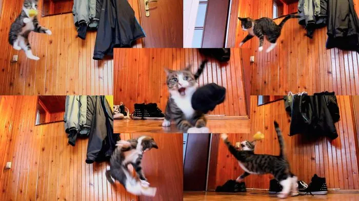 My Favourite Photos With Bobo And Nikita Cats Which I Took In Last Two Years