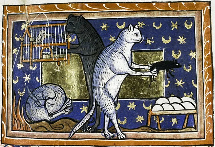 Casual Cat Life