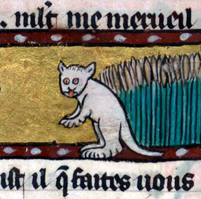 White Cat