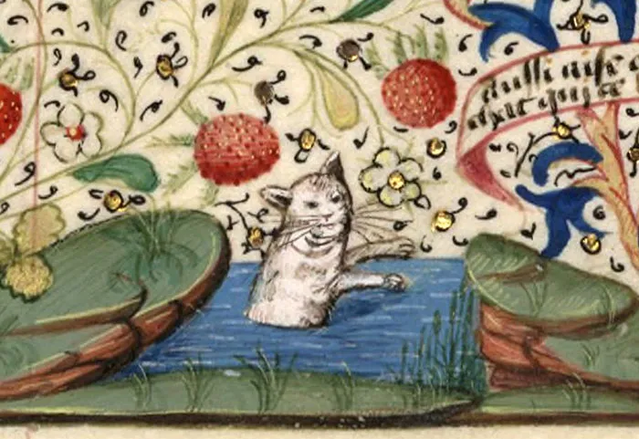 This Bathing Cat