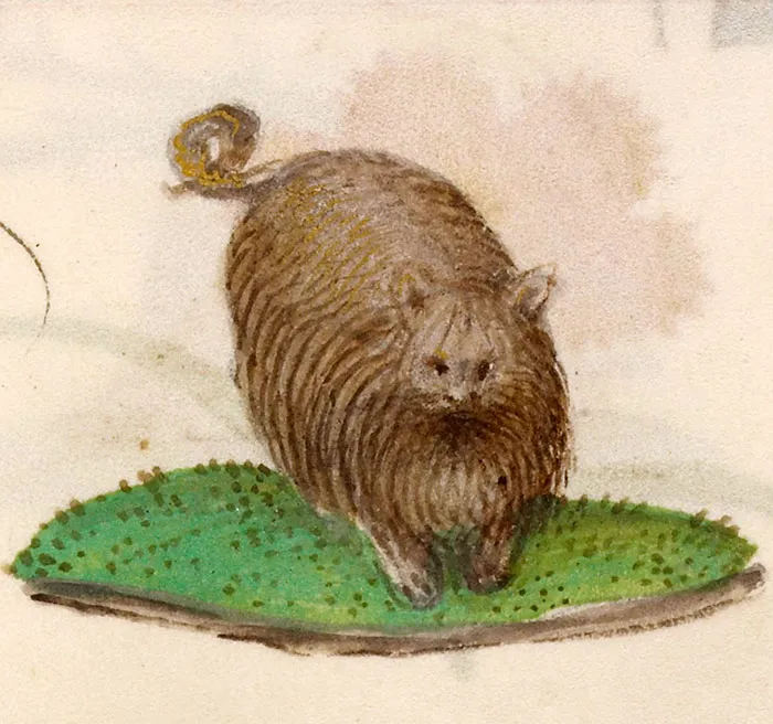 Is This A Cat, A Dog Or A Boar?