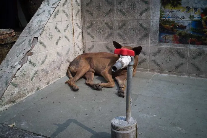 30+ Fotos increíblemente afortunadas hechas por el que probablemente sea el mejor fotógrafo callejero del mundo