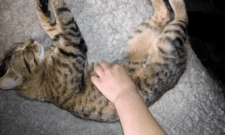 People Are Posting Pics Of Their Cats Stretching, And It’s Hilarious (198 Pics)