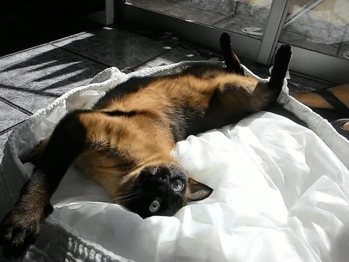 People Are Posting Pics Of Their Cats Stretching, And It’s Hilarious (198 Pics)