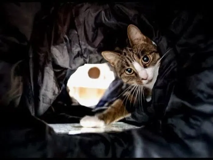 My Favourite Photos With Bobo And Nikita Cats Which I Took In Last Two Years