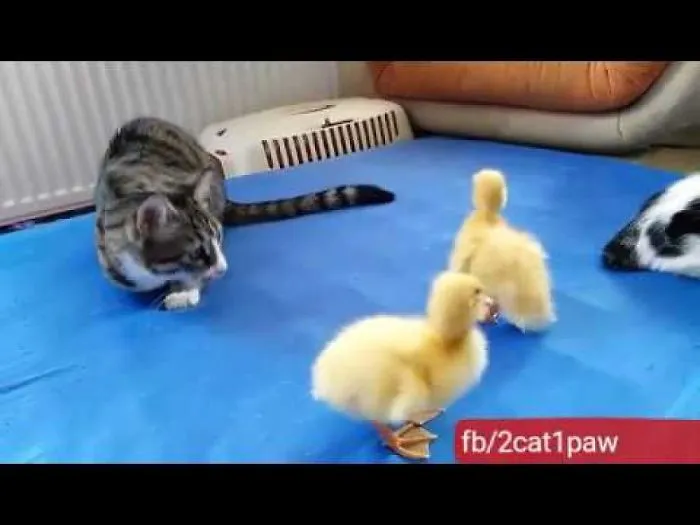 One Leged Cat Reyhan And No Leg Cat Nicole Play With Ducks