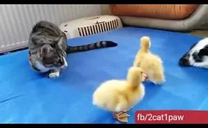 One Leged Cat Reyhan And No Leg Cat Nicole Play With Ducks