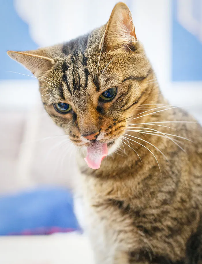 My Favourite Photos With Bobo And Nikita Cats Which I Took In Last Two Years