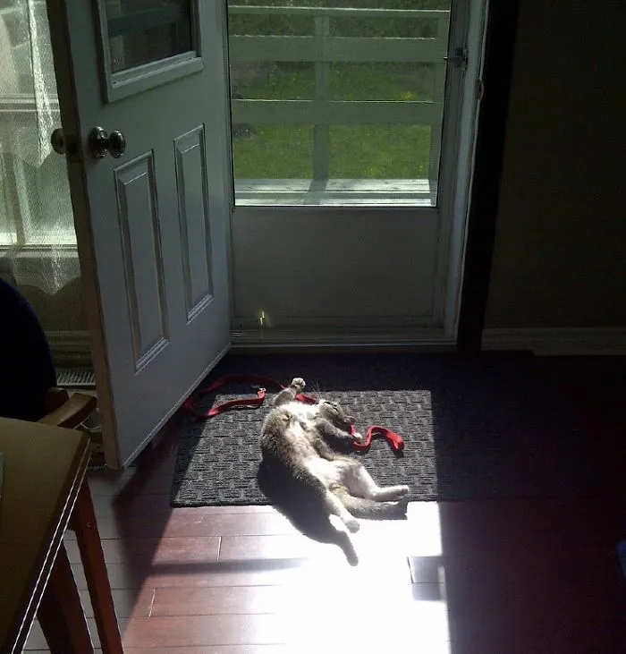 People Are Posting Pics Of Their Cats Stretching, And It’s Hilarious (198 Pics)