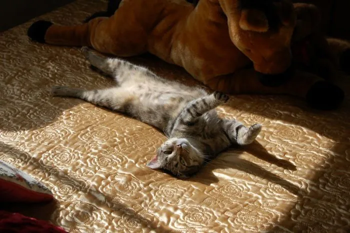 People Are Posting Pics Of Their Cats Stretching, And It’s Hilarious (198 Pics)