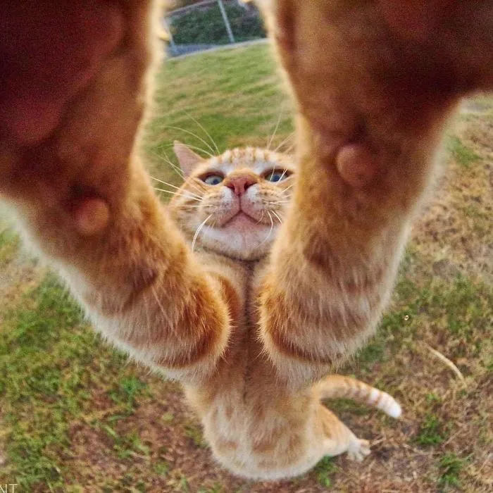 People Are Posting Pics Of Their Cats Stretching, And It’s Hilarious (198 Pics)