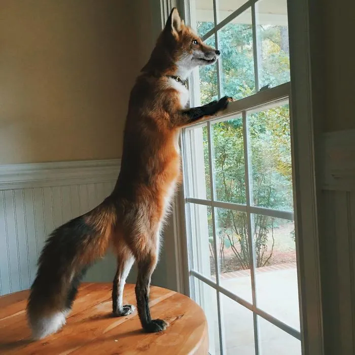 Here's What It's Like To Live With Juniper The World's Happiest Fox