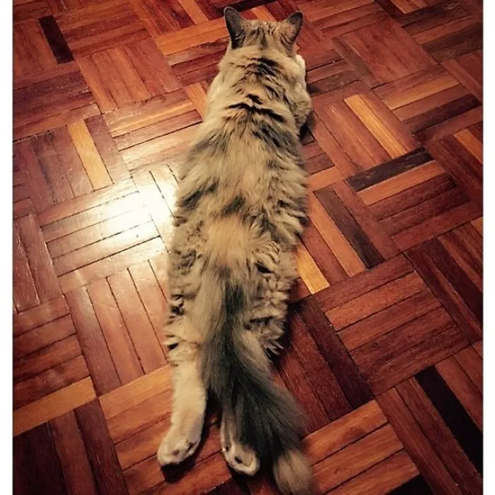 People Are Posting Pics Of Their Cats Stretching, And It’s Hilarious (198 Pics)