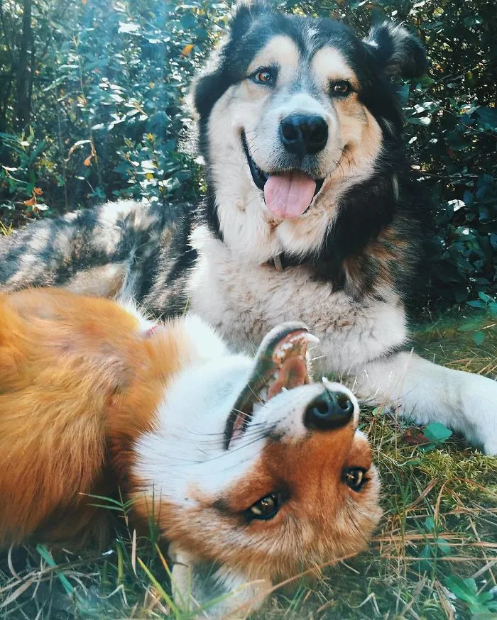 Here's What It's Like To Live With Juniper The World's Happiest Fox