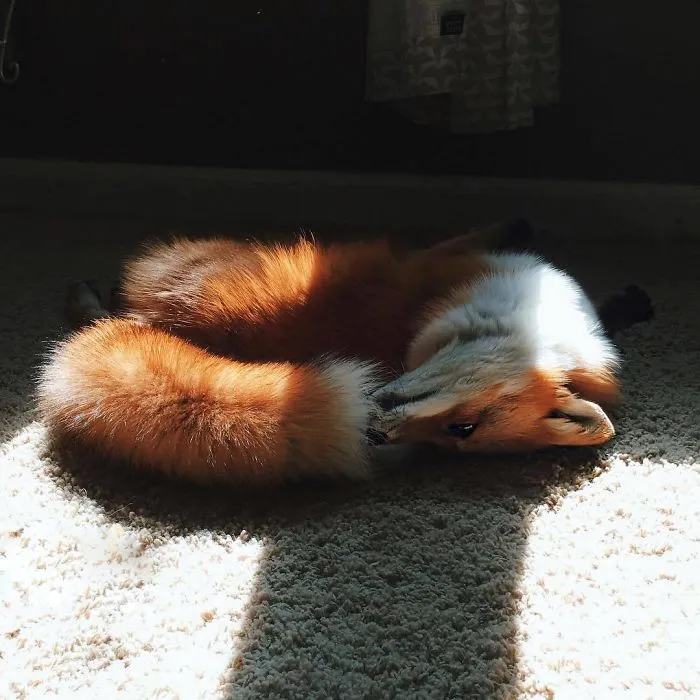 Here's What It's Like To Live With Juniper The World's Happiest Fox