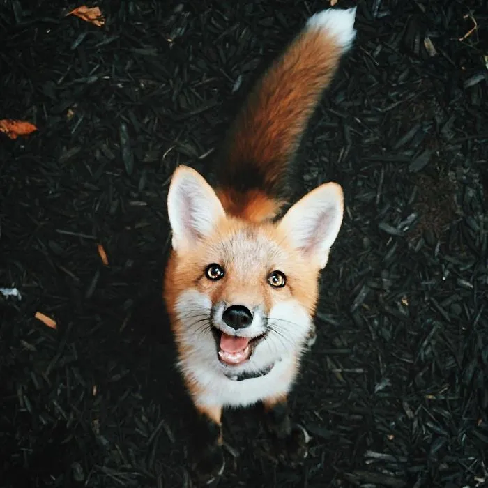 Here's What It's Like To Live With Juniper The World's Happiest Fox