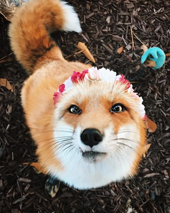 Here's What It's Like To Live With Juniper The World's Happiest Fox