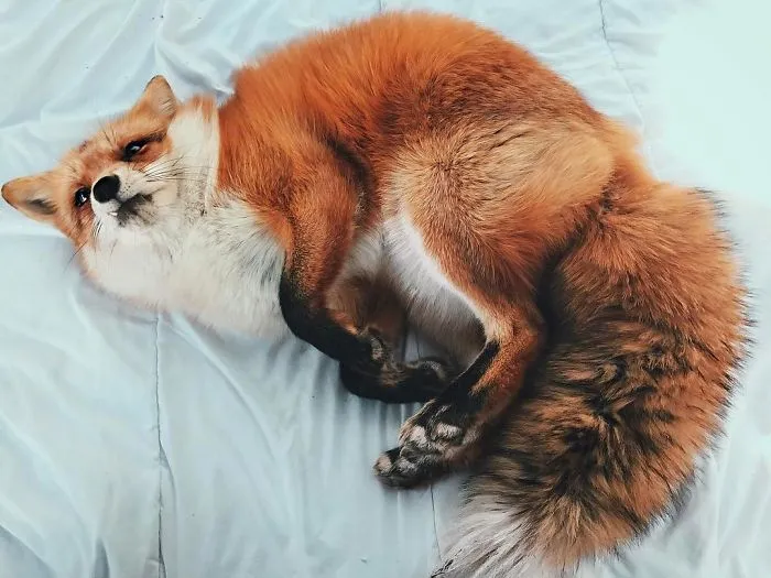 Here's What It's Like To Live With Juniper The World's Happiest Fox