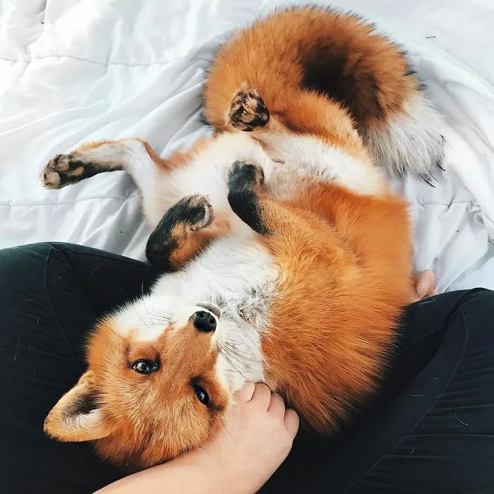 Here's What It's Like To Live With Juniper The World's Happiest Fox