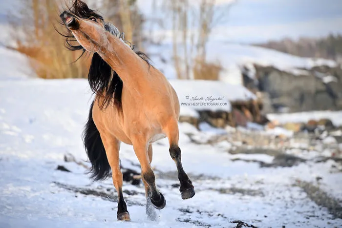 If DreamWorks' Spirit: Stallion Of The Cimarron Moved To Norway