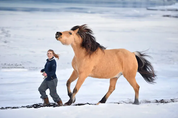 If DreamWorks' Spirit: Stallion Of The Cimarron Moved To Norway