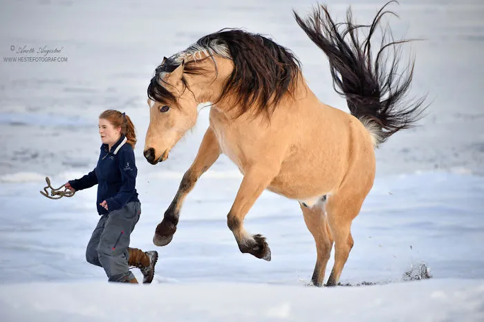 If DreamWorks' Spirit: Stallion Of The Cimarron Moved To Norway
