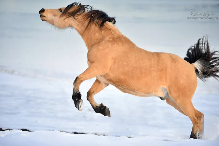 If DreamWorks' Spirit: Stallion Of The Cimarron Moved To Norway