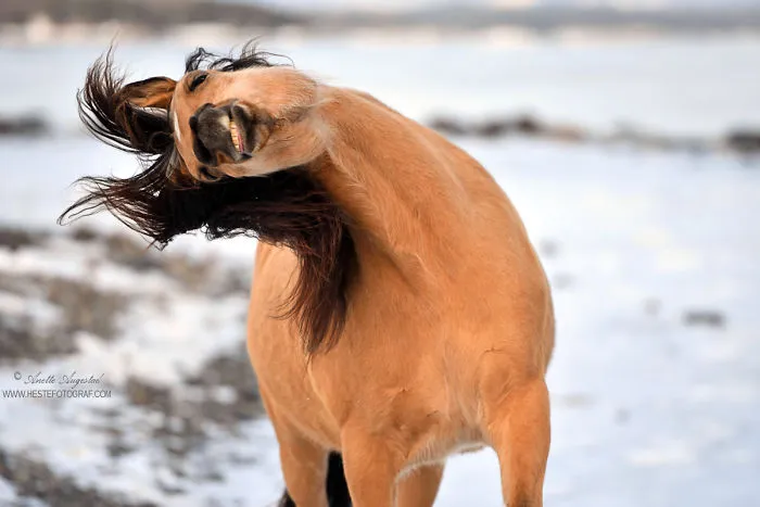 If DreamWorks' Spirit: Stallion Of The Cimarron Moved To Norway