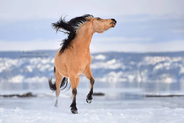 If DreamWorks' Spirit: Stallion Of The Cimarron Moved To Norway