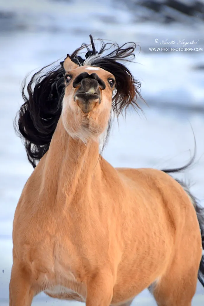 If DreamWorks' Spirit: Stallion Of The Cimarron Moved To Norway