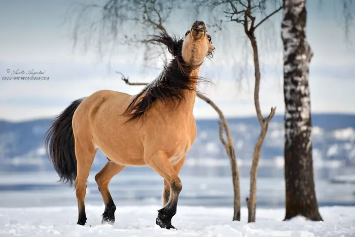 If DreamWorks' Spirit: Stallion Of The Cimarron Moved To Norway