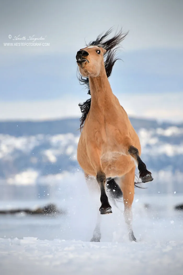 If DreamWorks' Spirit: Stallion Of The Cimarron Moved To Norway