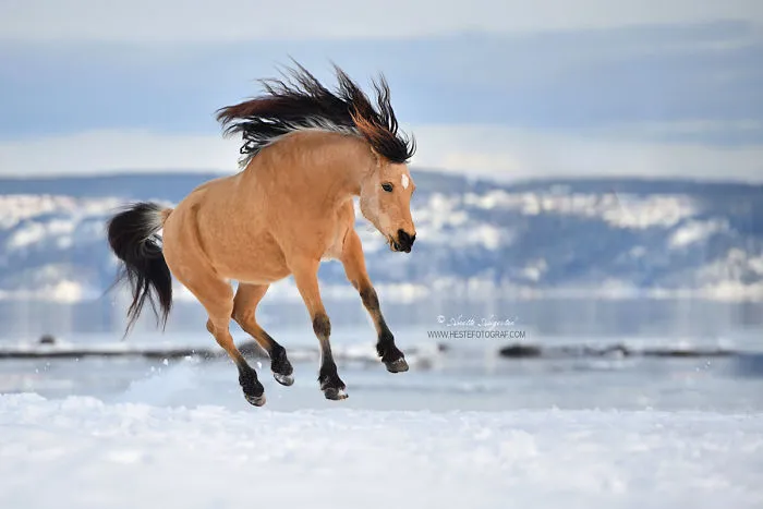 If DreamWorks' Spirit: Stallion Of The Cimarron Moved To Norway