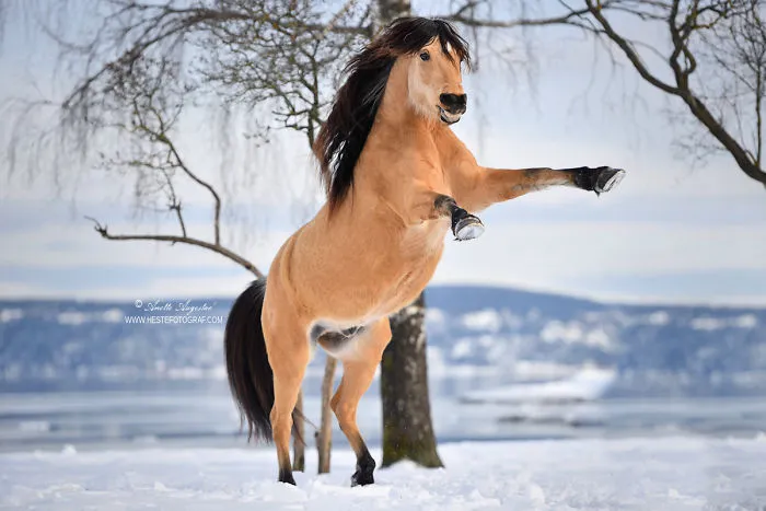 If DreamWorks' Spirit: Stallion Of The Cimarron Moved To Norway