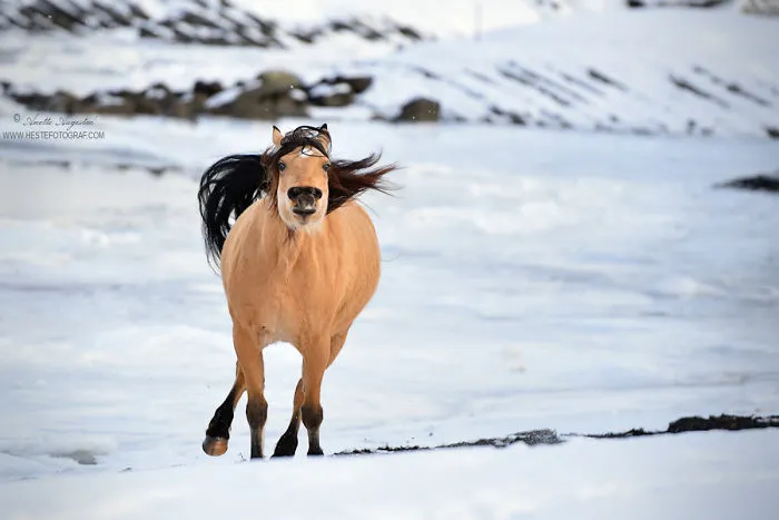If DreamWorks' Spirit: Stallion Of The Cimarron Moved To Norway