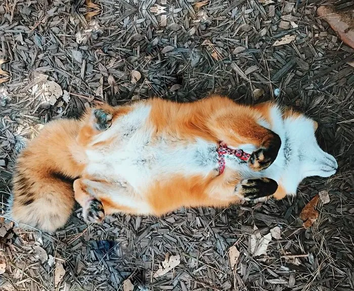 Here's What It's Like To Live With Juniper The World's Happiest Fox