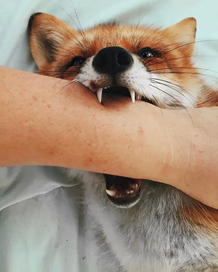 Here's What It's Like To Live With Juniper The World's Happiest Fox