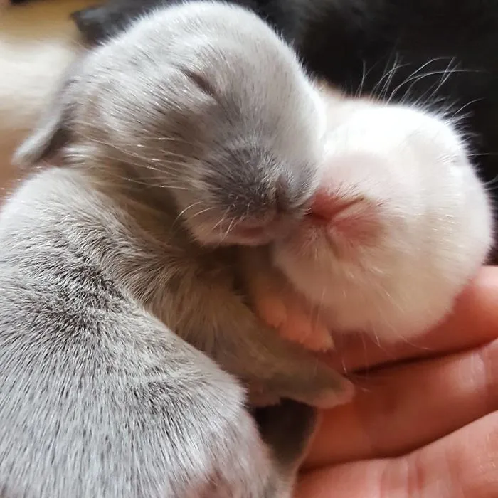 93 Handfulls Of Cute Baby Bunnies That Will Melt Your Heart