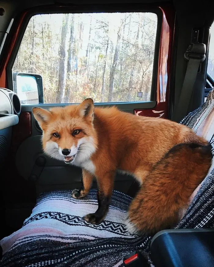 Here's What It's Like To Live With Juniper The World's Happiest Fox