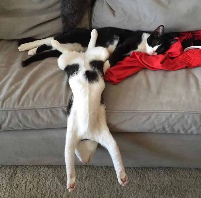 People Are Posting Pics Of Their Cats Stretching, And It’s Hilarious (198 Pics)