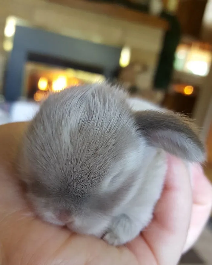 93 Handfulls Of Cute Baby Bunnies That Will Melt Your Heart