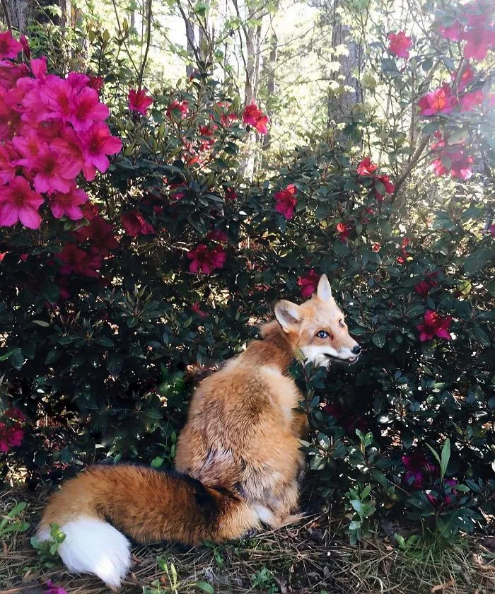 Here's What It's Like To Live With Juniper The World's Happiest Fox